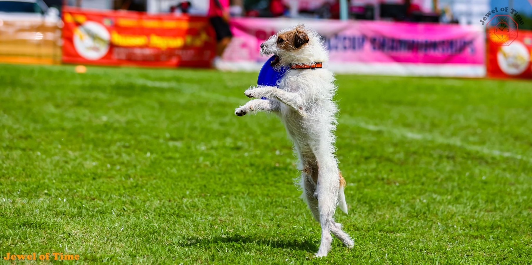 ドッグブレスです。② レッグプレスII TB-1215通販 | ハンドギブ